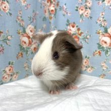 イングリッシュモルモット  女の子   ブラウン×ホワイト  11/17