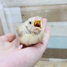 淡いカラーが魅力的✨シナモン文鳥ヒナ！