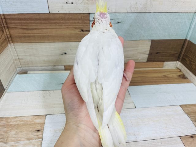 オカメインコ