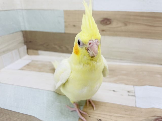 オカメインコ