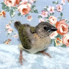 コキンチョウ  ヒナ  ノーマル  11/21