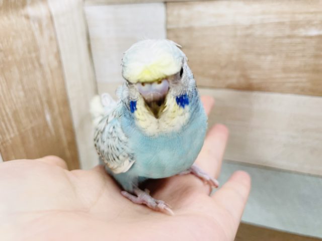 羽衣セキセイインコ