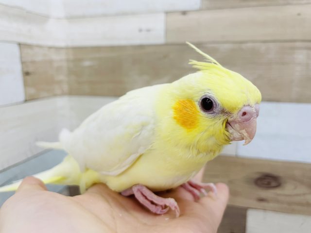 オカメインコ