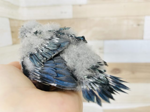 サザナミインコ