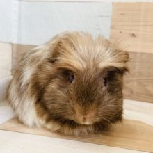 セレブ系女子！？クレステッドモルモットちゃん！