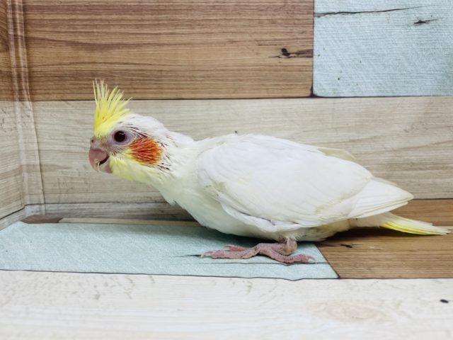 オカメインコ