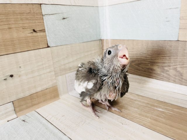 オカメインコ