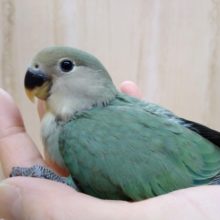 キレイなブルーグリーンです！小桜インコブルーチェリー