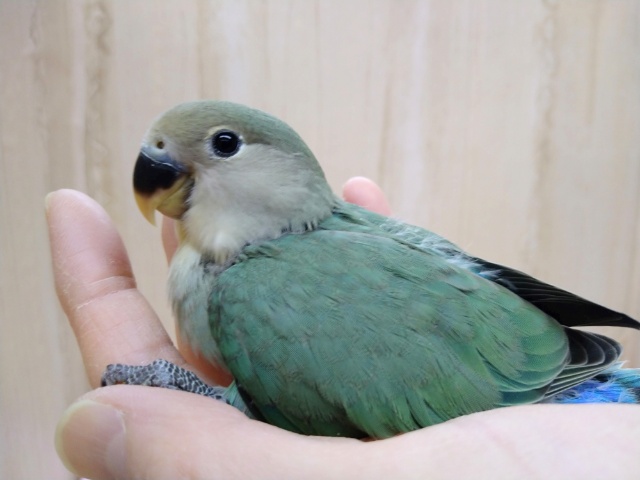 キレイなブルーグリーンです！小桜インコブルーチェリー