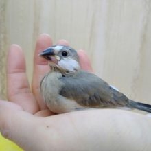 美形！な桜文鳥さんいますよ〜