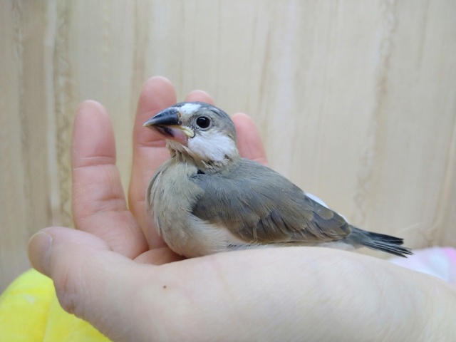 美形！な桜文鳥さんいますよ〜