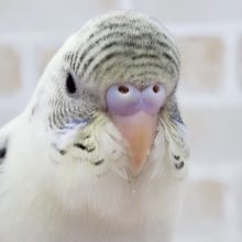 セキセイインコの4色ハルクィンいます