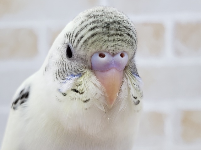 セキセイインコの4色ハルクィンいます