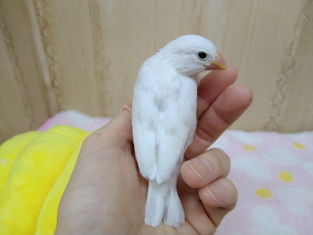 白文鳥