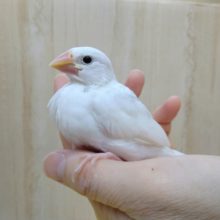 しっかりサイズの白文鳥さんいますよ〜
