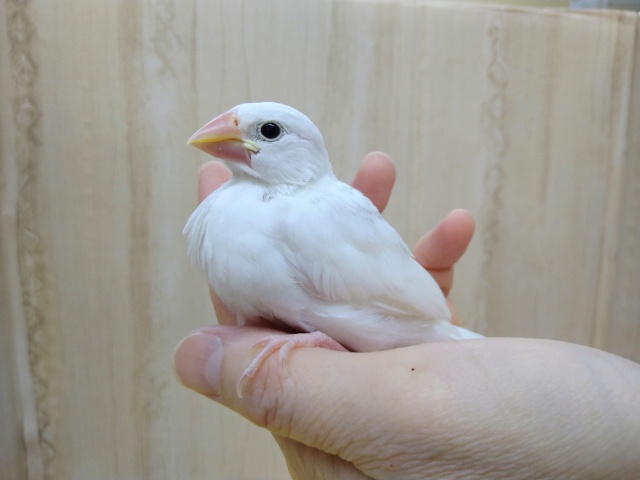 しっかりサイズの白文鳥さんいますよ〜