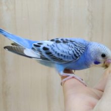 ベッタベタの甘えん坊！セキセイインコの「ブルーちゃん」激可愛いですよ〜