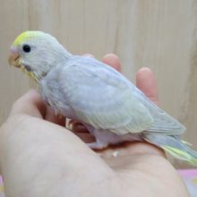 やって来ました！ライラックのセキセイさんのイエローフェイス〜