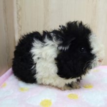 牛柄のモフモフ毛〜モルモットテッセルさんいますよ！