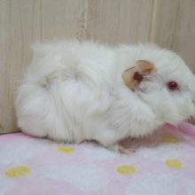 真っ白なクリクリ毛！巻毛モルモットさんいますよ〜