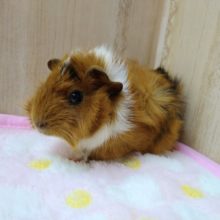 明るい茶色に白いマフラー巻いてます！巻毛モルモットさんいますよ〜