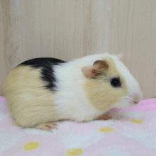 左右で全然違います！イングリッシュモルモットさんいますよ〜