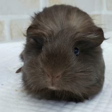 綺麗なチョコレート、クレステッドモルモット。