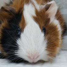 巻き巻きかわいいモルモット