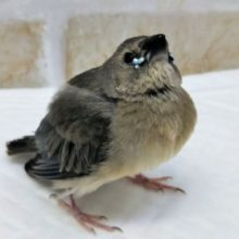 注目ですよ～🐥 コキンチョウ