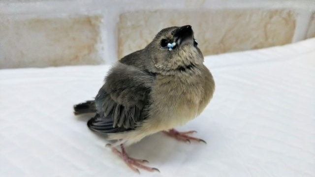 注目ですよ～🐥 コキンチョウ