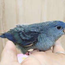 サザナミインコの「ナミちゃん」いますよ〜す
