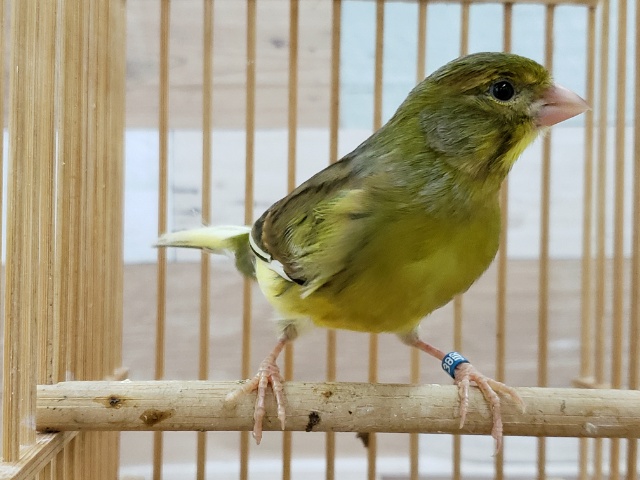 見た目より鳴き声！ナキローラーカナリア