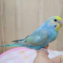 ナデナデ動画あり！大人気カラーのレインボーセキセイさん！ベタなれですよ〜