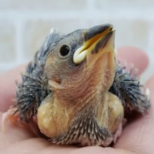 定番人気の桜文鳥入荷～。