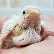 こちらも人気！白文鳥入荷です。