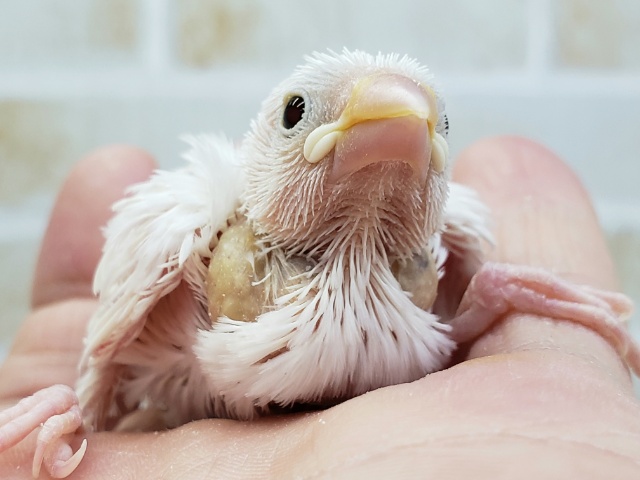 こちらも人気！白文鳥入荷です。