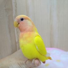 最新画像・動画あり！極美！小桜インコ「ビタミンちゃん」さらにキレイになりました～