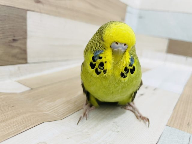 ジャンボセキセイインコ