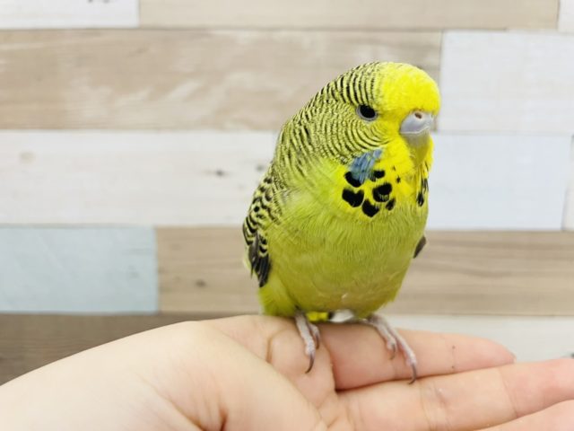 ジャンボセキセイインコ