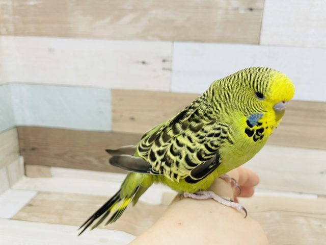 ジャンボセキセイインコ