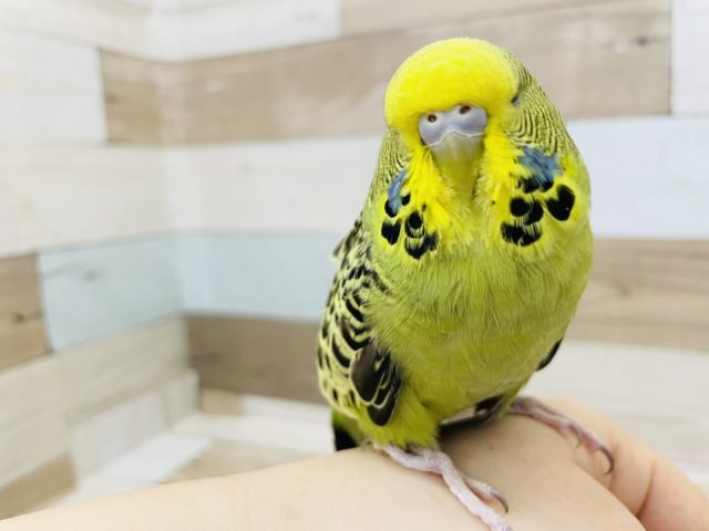 ジャンボセキセイインコ