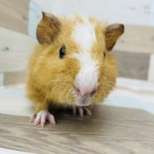 お尻が真っ白で可愛い！！！モルモットのテディさん💓