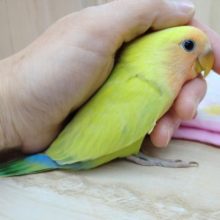 最新画像あり！優しい黄色カラーの小桜インコゴールデンチェリーいますよ〜