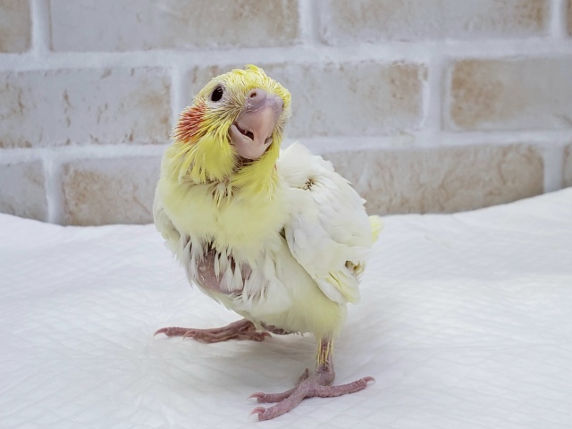 オカメインコ