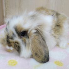 モッフモフ！なロップイヤーラビットさん来ました〜