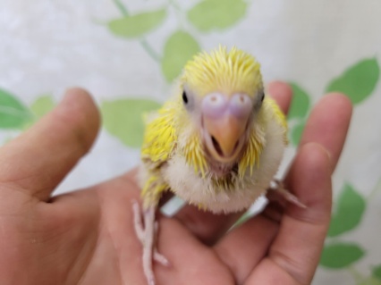 ダブルファクターのインコさん☆