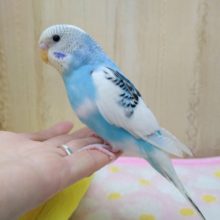 最新動画・画像あり！爽やか青空カラーのパイドセキセイさんいますよ〜