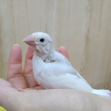 元気一杯！白文鳥さんいますよ〜