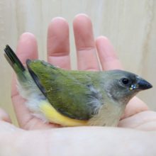 激レアで激カワな天使！コキン鳥ヒナいますよ〜