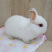 フワフワ雪見大福みたいなドワーフラビットさん来ました〜